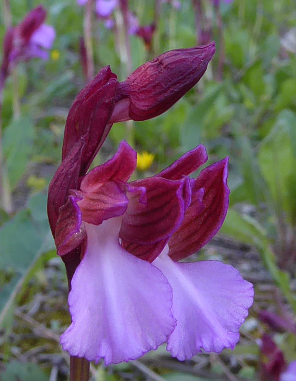 Anacamptis papilionacea ( e Anacamptis x gennarii)